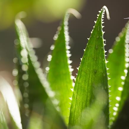 Natural active Aloe Vera